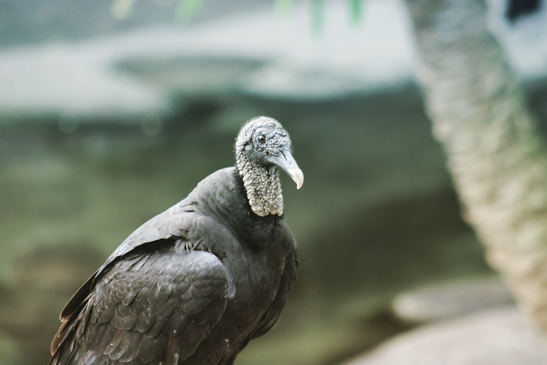 Buzzard